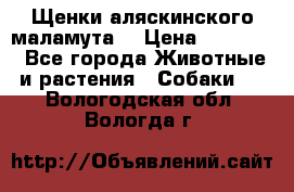 Щенки аляскинского маламута  › Цена ­ 15 000 - Все города Животные и растения » Собаки   . Вологодская обл.,Вологда г.